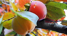 Giardino botanico