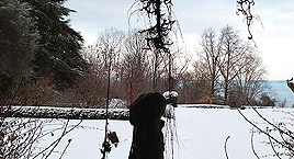 Il giardino delle ninfee innevato