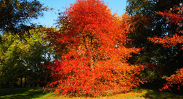 Il parco botanico