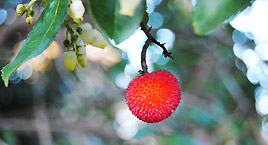 Il parco botanico